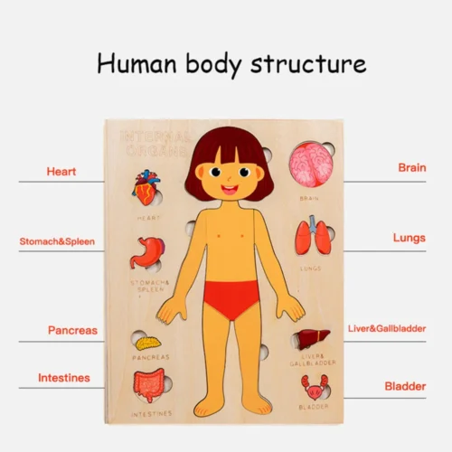 Human Body Wooden Puzzle – Mexten