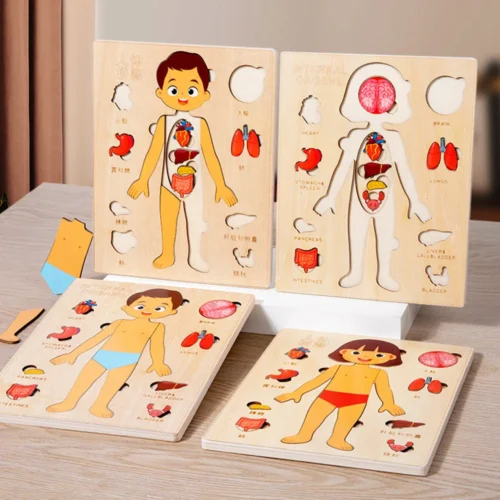 Human Body Wooden Puzzle – Mexten
