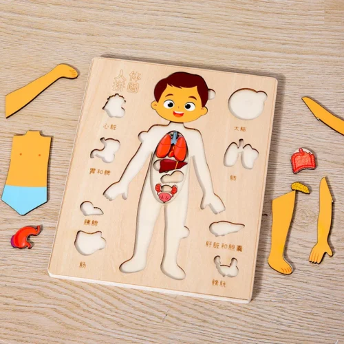 Human Body Wooden Puzzle – Mexten